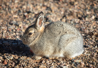 Wild rabbit sits on stones in wild Wyoming prairie 