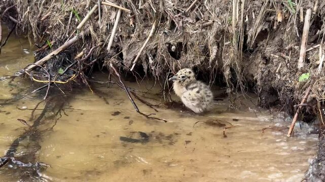 spotted baby gull chick stands in the water near the shore