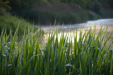 Dew-Covered Green Grass Blades by a Serene Waterside at Sunrise