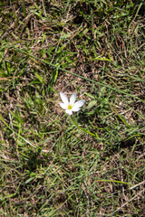Flor silvestre