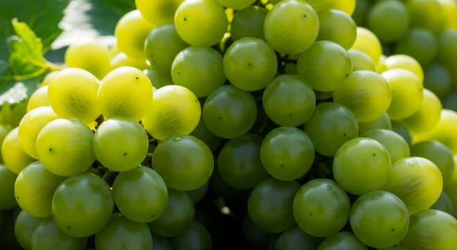 close up of  a cluster of green grapes