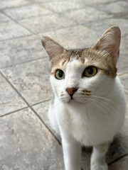 A captivating close-up of a domestic cat with white, brown, and ginger markings, looking intently upwards.