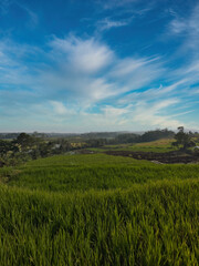 Expansive landscape of vibrant green rice paddies stretching towards the horizon under a soft,...