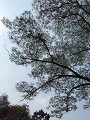 A low-angle view of intricate tree branches with dense green foliage silhouetted against a softly clouded sky.