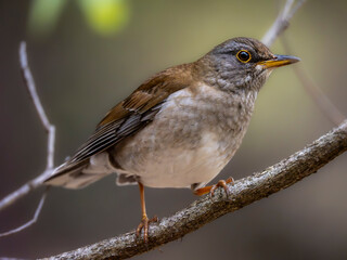 森の中で周りを見渡しているシロハラ