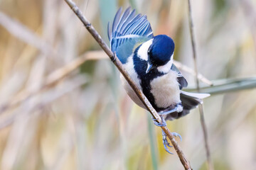 可愛いシジュウカラ（シジュウカラ科）
羽ばたき飛び立つ
英名学名：Japanese Tit (Parus minor, family comprising tits).
