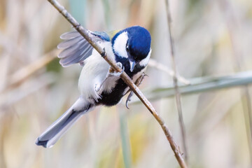 可愛いシジュウカラ（シジュウカラ科）
羽ばたき飛び立つ
英名学名：Japanese Tit (Parus minor, family comprising tits).
