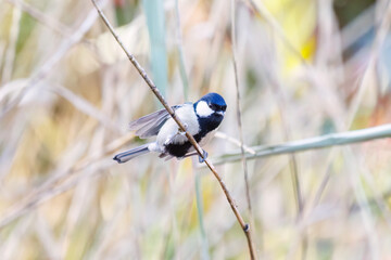 可愛いシジュウカラ（シジュウカラ科）
羽ばたき飛び立つ
英名学名：Japanese Tit (Parus minor, family comprising tits).

