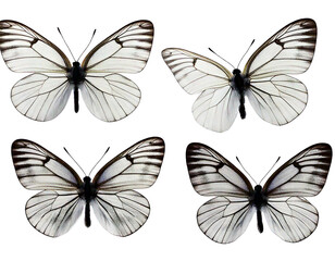 Set - four beautiful white butterflies Pieris napi with black spots and streaks in different.png