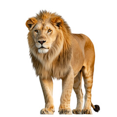 A majestic lion stands tall a symbol of courage and power ready to conquer on transparent background
