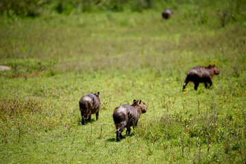 Group of capybaras, hydrochoerus hydrochaeris, moving away from the camera. It is the largest living rodent, native to South America. El Palmar National Park, Entre Rios, Argentina.