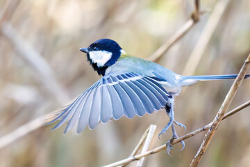可愛いシジュウカラ（シジュウカラ科）
羽ばたき飛び立つ
英名学名：Japanese Tit (Parus minor, family comprising tits).
