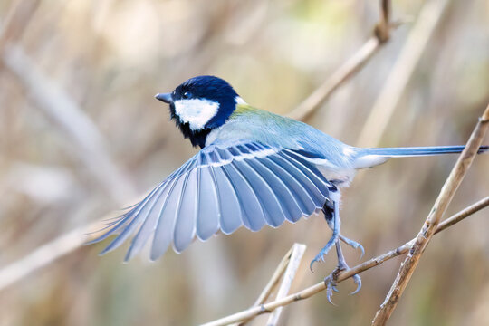 シジュウカラ」の写真素材 | 180,087件の無料イラスト画像 | Adobe Stock