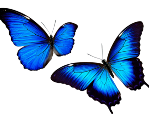Set two beautiful blue tropical butterflies with wings spread and in flight isolated on whit.png