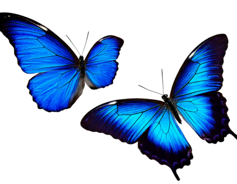 Set two beautiful blue tropical butterflies with wings spread and in flight isolated on whit.png