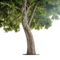A majestic sycamore tree reaching for the sky bathed in sunlight on transparent background © Sultan
