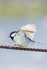 可愛いシジュウカラ（シジュウカラ科）
羽ばたき飛び立つ
英名学名：Japanese Tit (Parus minor, family comprising tits).
