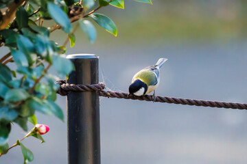 可愛いシジュウカラ（シジュウカラ科）
羽ばたき飛び立つ
英名学名：Japanese Tit (Parus minor, family comprising tits).
