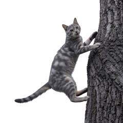 A playful grey tabby cat eagerly climbing a textured tree trunk against a on transparent background