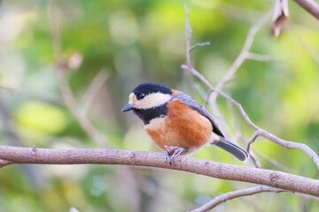 可愛いヤマガラ（シジュウカラ科）
木の実をくわえている。
英名学名：Varied Tit (Sittiparus varius)
神奈川県横浜市三ツ池公園-2025
