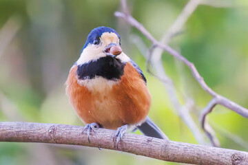 可愛いヤマガラ（シジュウカラ科）
木の実をくわえている。
英名学名：Varied Tit (Sittiparus varius)
神奈川県横浜市三ツ池公園-2025
