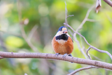 可愛いヤマガラ（シジュウカラ科）
木の実をくわえている。
英名学名：Varied Tit (Sittiparus varius)
神奈川県横浜市三ツ池公園-2025

