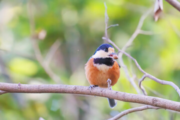 可愛いヤマガラ（シジュウカラ科）
木の実をくわえている。
英名学名：Varied Tit (Sittiparus varius)
神奈川県横浜市三ツ池公園-2025
