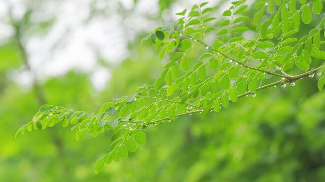 Close up of green moringa oleifera leaves on tree branch or plant on farm