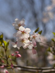 Close-up of cherry blossoms in soft natural light with blurred background