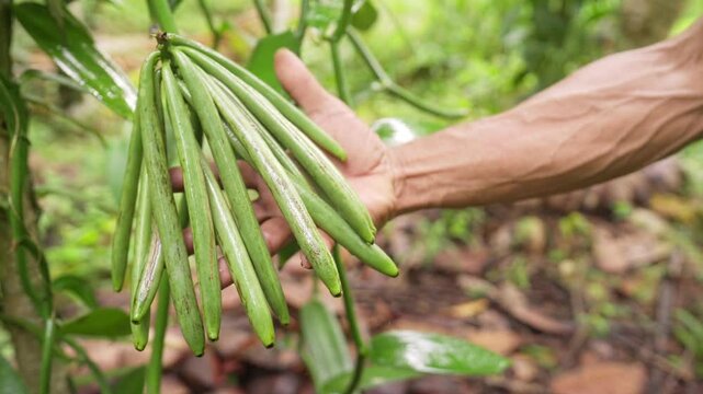 Vanilla farmer hand holding green vanilla fruits or pods or beans on farm, farming