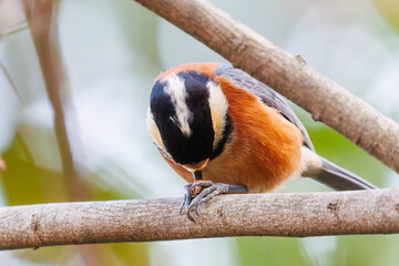 可愛いヤマガラ（シジュウカラ科）
木の実をくわえている。
英名学名：Varied Tit (Sittiparus varius)
神奈川県横浜市三ツ池公園-2025
