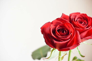 Fototapeta premium 赤い薔薇