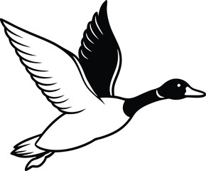 black duck isolated on white