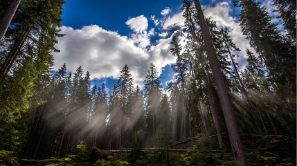 Sunbeams through forest canopy under blue sky