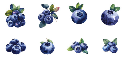 Multiple vector illustrations blueberry, watercolor style