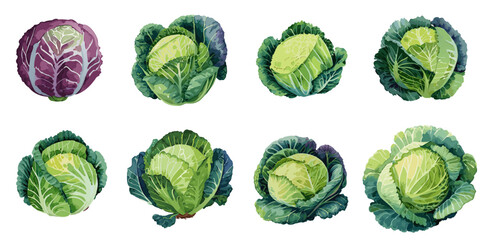 Fototapeta premium Multiple vector illustration cabbage, watercolor style