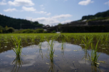初夏の水田