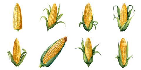 Multiple vector illustrations corn, watercolor style