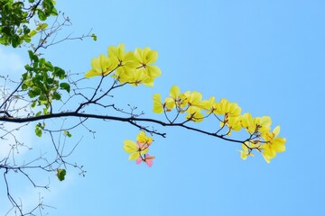 Obraz premium green tree on blue sky