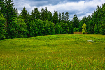 2025-06-04 A TREE LINED LUSH GREEN MEADOW WITH TALL GRASS AND LARGE TREES LINIG THE EDGE IN THE PACIFIC NORTHWEST