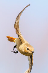 羽虫を捕らえるために飛び立つ（フライキャッチ）可愛いジョウビタキ（ヒタキ科）
英名学名：Daurian Redstart (Phoenicurus auroreus) 
神奈川県横浜市三ツ池公園-2025
