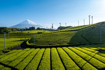 静岡県富士市にある天間の茶畑と富士山