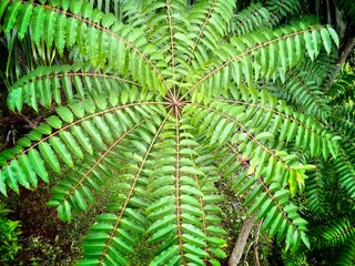 Top down view of a lush symmetrical green fern radiating fronds.