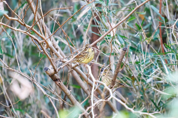 餌を探す可愛いアオジ（ホオジロ科）
英名学名：Grey tailed Tattler (Emberiza spodocephala)
神奈川県横浜市三ツ池公園-2025
