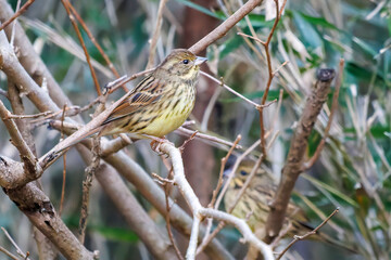 餌を探す可愛いアオジ（ホオジロ科）
英名学名：Grey tailed Tattler (Emberiza spodocephala)
神奈川県横浜市三ツ池公園-2025

