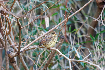 餌を探す可愛いアオジ（ホオジロ科）
英名学名：Grey tailed Tattler (Emberiza spodocephala)
神奈川県横浜市三ツ池公園-2025
