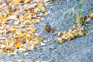 餌を探す可愛いアオジ（ホオジロ科）
泉で水浴びをしている。
英名学名：Grey tailed Tattler (Emberiza spodocephala)
神奈川県横浜市三ツ池公園-2025
