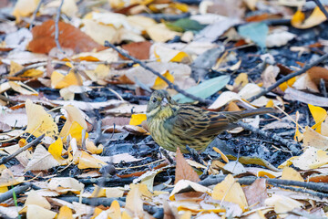 餌を探す可愛いアオジ（ホオジロ科）
泉で水浴びをしている。
英名学名：Grey tailed Tattler (Emberiza spodocephala)
神奈川県横浜市三ツ池公園-2025
