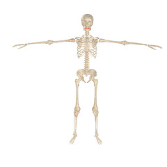 Skeleton