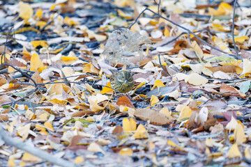 餌を探す可愛いアオジ（ホオジロ科）
泉で水浴びをしている。
英名学名：Grey tailed Tattler (Emberiza spodocephala)
神奈川県横浜市三ツ池公園-2025
